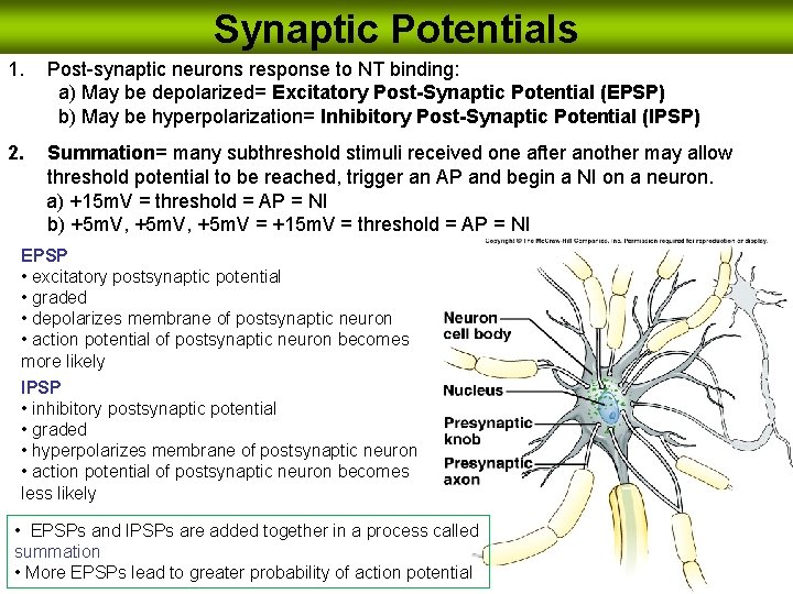 Synaptic Potentials 1. Post-synaptic neurons response to NT binding: a) May be depolarized= Excitatory