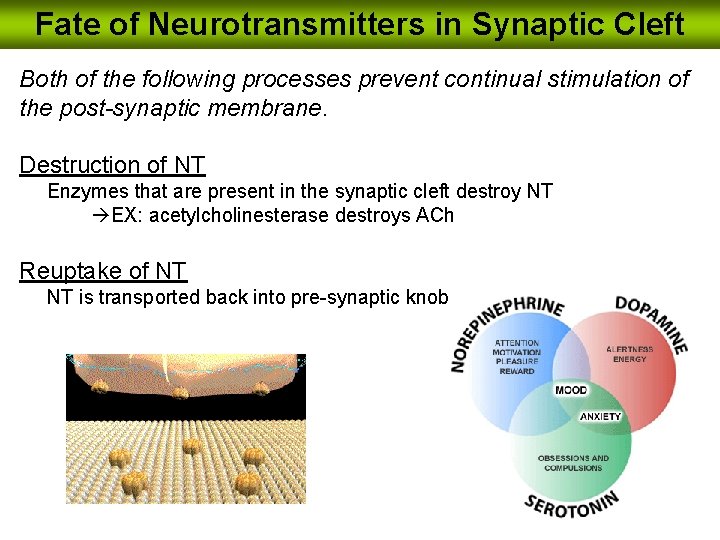 Fate of Neurotransmitters in Synaptic Cleft Both of the following processes prevent continual stimulation