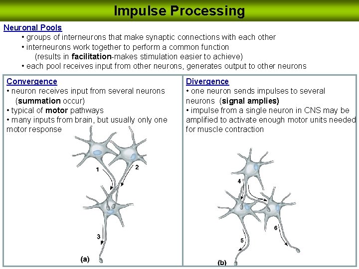 Impulse Processing Neuronal Pools • groups of interneurons that make synaptic connections with each