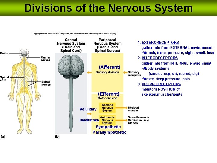 Divisions of the Nervous System (Afferent) (Efferent) Voluntary Involuntary Sympathetic Parasympathetic 1. EXTERORECEPTORS gather