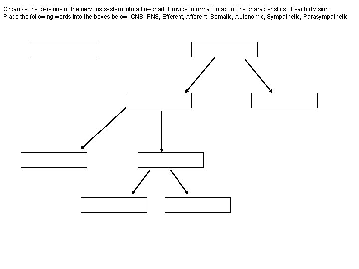 Organize the divisions of the nervous system into a flowchart. Provide information about the