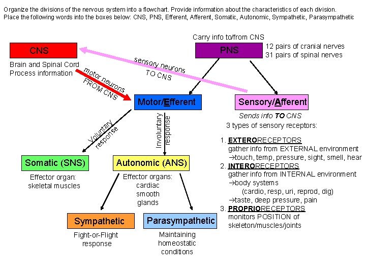 Organize the divisions of the nervous system into a flowchart. Provide information about the