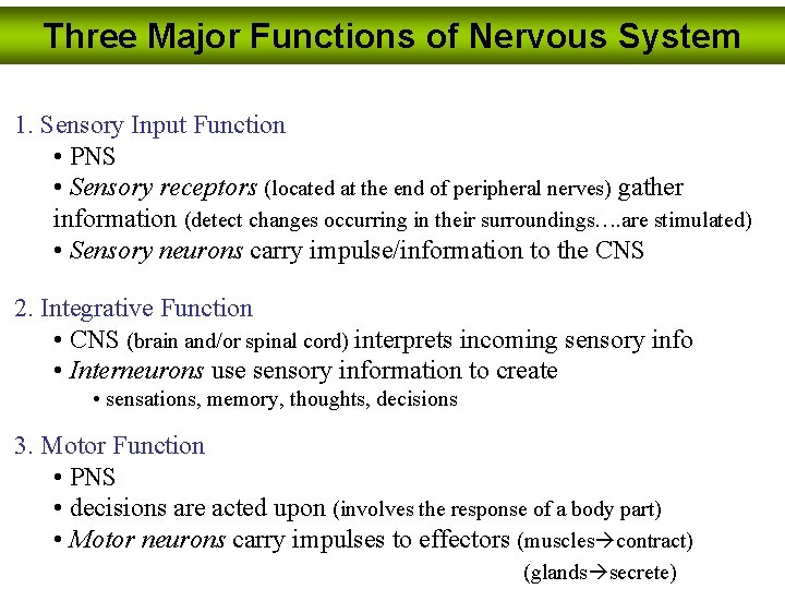 Three Major Functions of Nervous System 1. Sensory Input Function • PNS • Sensory