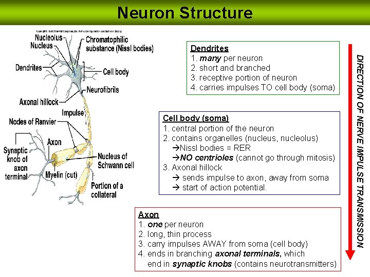 Neuron Structure Cell body (soma) 1. central portion of the neuron 2. contains organelles