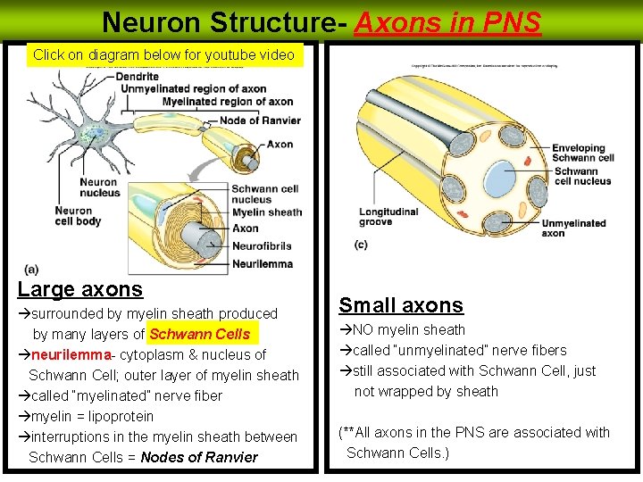 Neuron Structure- Axons in PNS Click on diagram below for youtube video Large axons