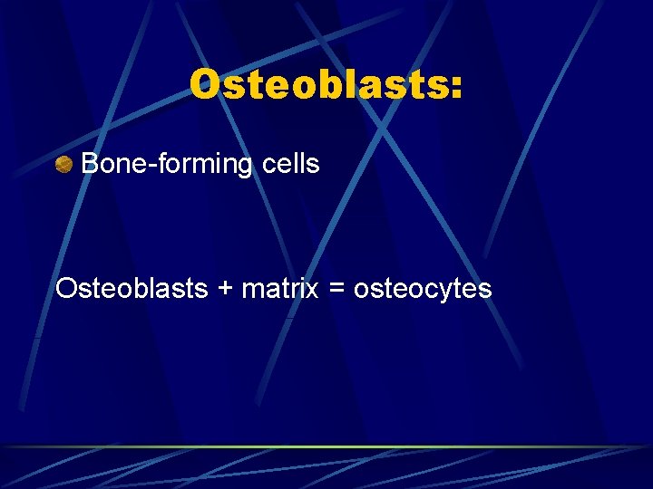 Osteoblasts: Bone-forming cells Osteoblasts + matrix = osteocytes 
