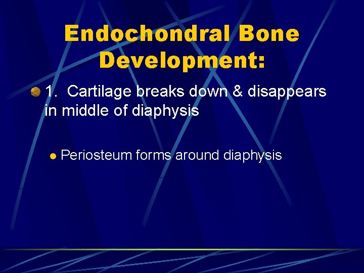 Endochondral Bone Development: 1. Cartilage breaks down & disappears in middle of diaphysis l
