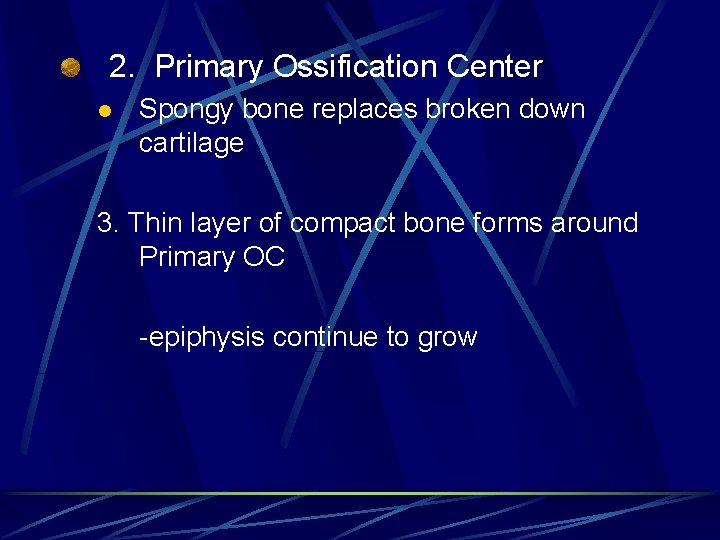 2. Primary Ossification Center l Spongy bone replaces broken down cartilage 3. Thin layer