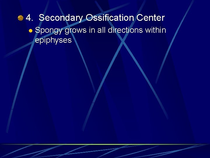 4. Secondary Ossification Center l Spongy grows in all directions within epiphyses 