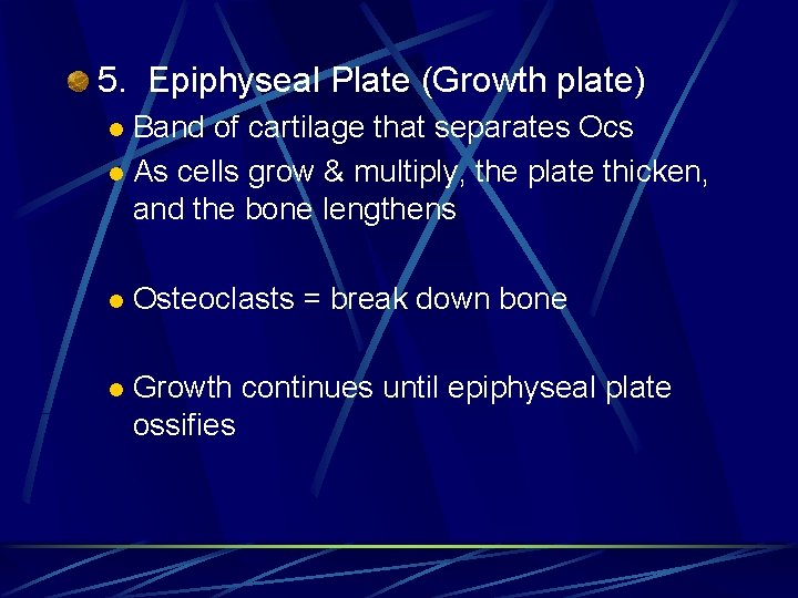 5. Epiphyseal Plate (Growth plate) Band of cartilage that separates Ocs l As cells