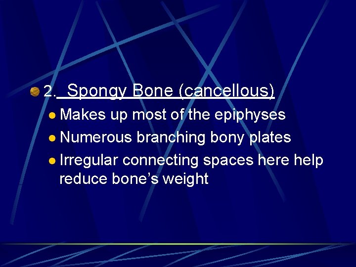 2. Spongy Bone (cancellous) l Makes up most of the epiphyses l Numerous branching