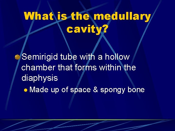 What is the medullary cavity? Semirigid tube with a hollow chamber that forms within