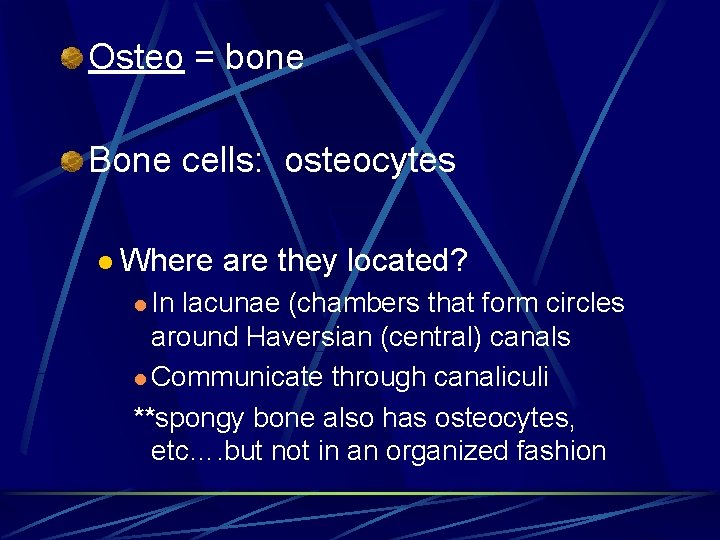 Osteo = bone Bone cells: osteocytes l Where l In are they located? lacunae