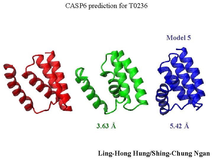 CASP 6 prediction for T 0236 Model 5 3. 63 Å 5. 42 Å