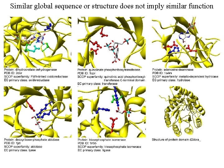 Similar global sequence or structure does not imply similar function 