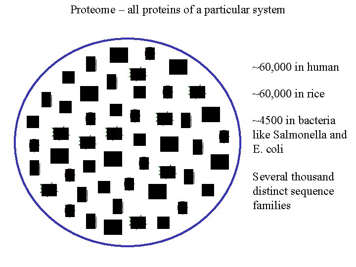 Proteome – all proteins of a particular system ~60, 000 in human ~60, 000