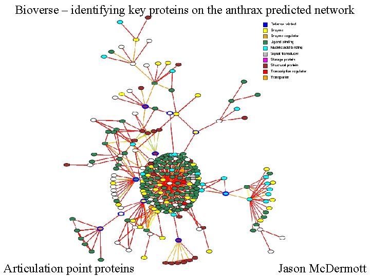 Bioverse – identifying key proteins on the anthrax predicted network Articulation point proteins Jason