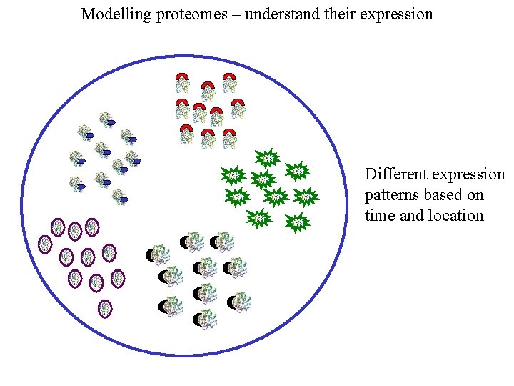 Modelling proteomes – understand their expression Different expression patterns based on time and location