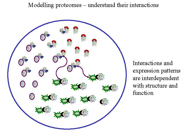 Modelling proteomes – understand their interactions Interactions and expression patterns are interdependent with structure