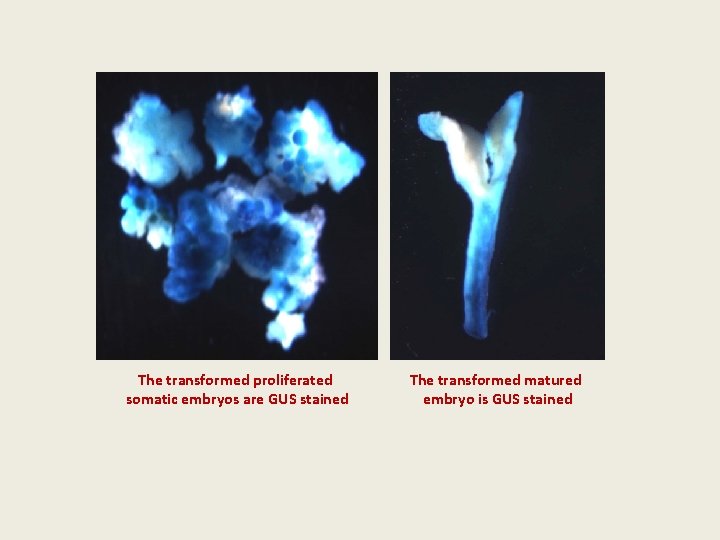 The transformed proliferated somatic embryos are GUS stained The transformed matured embryo is GUS