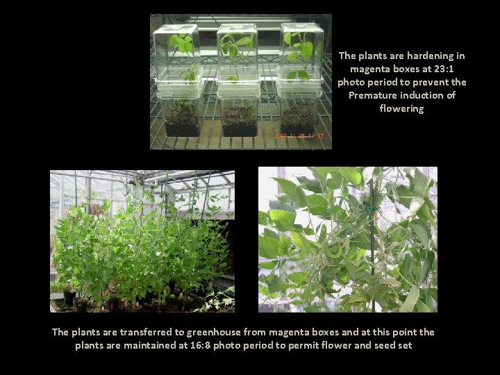 The plants are hardening in magenta boxes at 23: 1 photo period to prevent