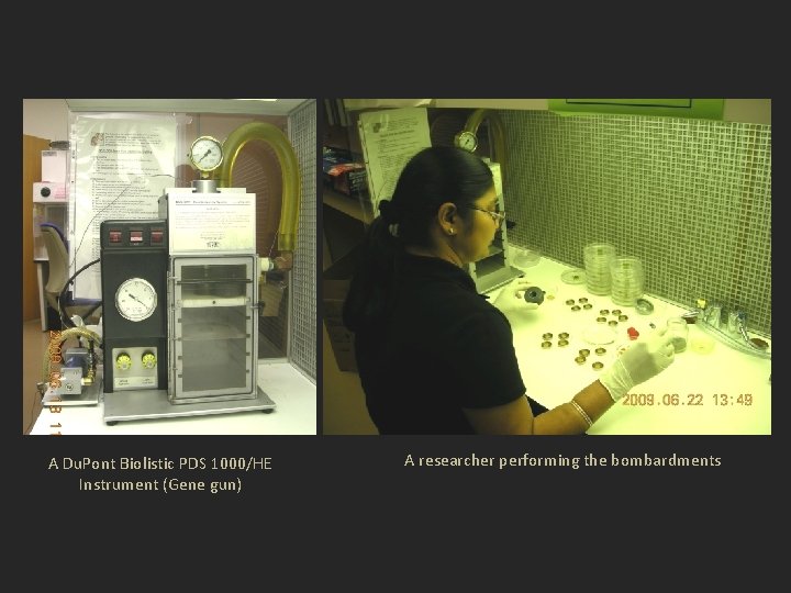 A Du. Pont Biolistic PDS 1000/HE Instrument (Gene gun) A researcher performing the bombardments