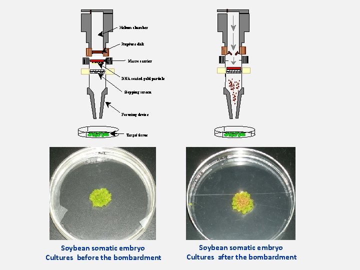 Helium chamber Rupture disk Macro carrier DNA coated gold particle Stopping screen Focusing device