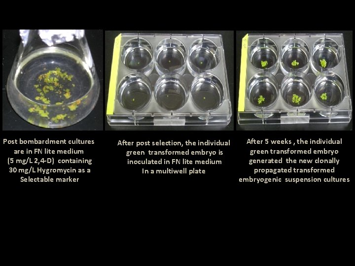 Post bombardment cultures are in FN lite medium (5 mg/L 2, 4 -D) containing