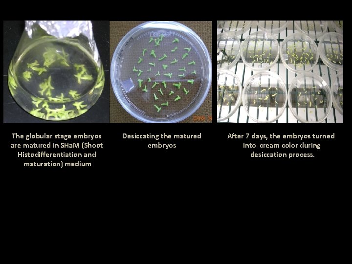 The globular stage embryos are matured in SHa. M (Shoot Histodifferentiation and maturation) medium