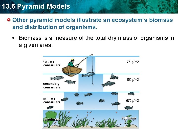 13. 6 Pyramid Models Other pyramid models illustrate an ecosystem’s biomass and distribution of