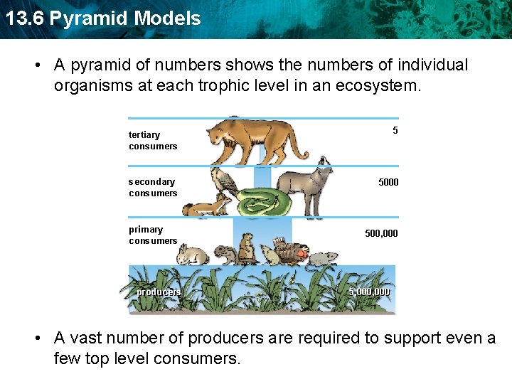 13. 6 Pyramid Models • A pyramid of numbers shows the numbers of individual