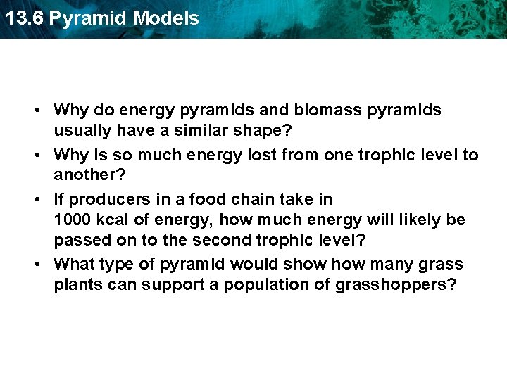 13. 6 Pyramid Models • Why do energy pyramids and biomass pyramids usually have