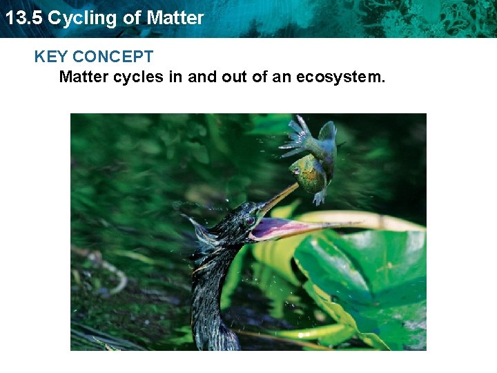 13. 5 Cycling of Matter KEY CONCEPT Matter cycles in and out of an