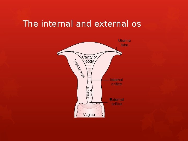 The internal and external os 