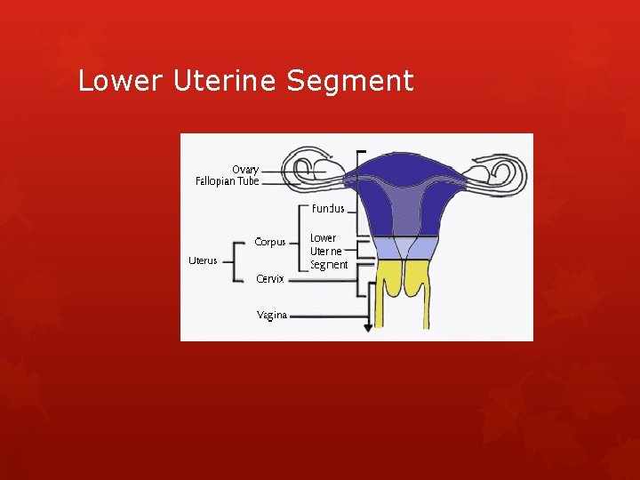 Lower Uterine Segment 
