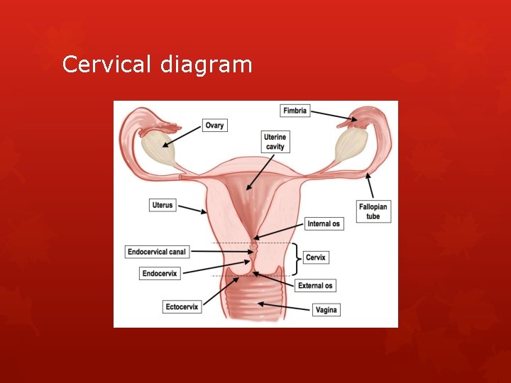 Cervical diagram 