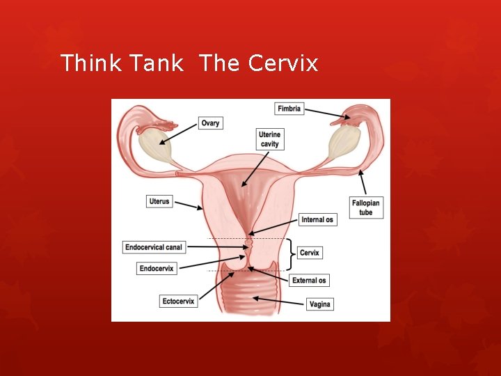 Think Tank The Cervix 