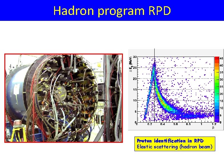 Hadron program RPD Proton identification in RPD Elastic scattering (hadron beam) 