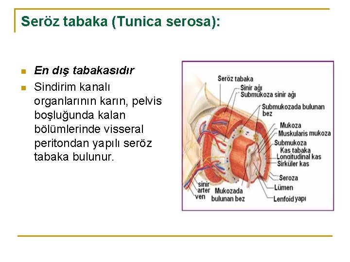 Seröz tabaka (Tunica serosa): n n En dış tabakasıdır Sindirim kanalı organlarının karın, pelvis