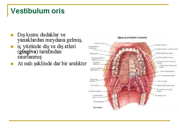 Vestibulum oris n n n Dış kısmı dudaklar ve yanaklardan meydana gelmiş, iç yüzünde