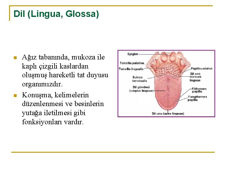 Dil (Lingua, Glossa) n n Ağız tabanında, mukoza ile kaplı çizgili kaslardan oluşmuş hareketli