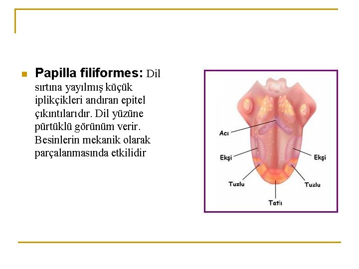 n Papilla filiformes: Dil sırtına yayılmış küçük iplikçikleri andıran epitel çıkıntılarıdır. Dil yüzüne pürtüklü