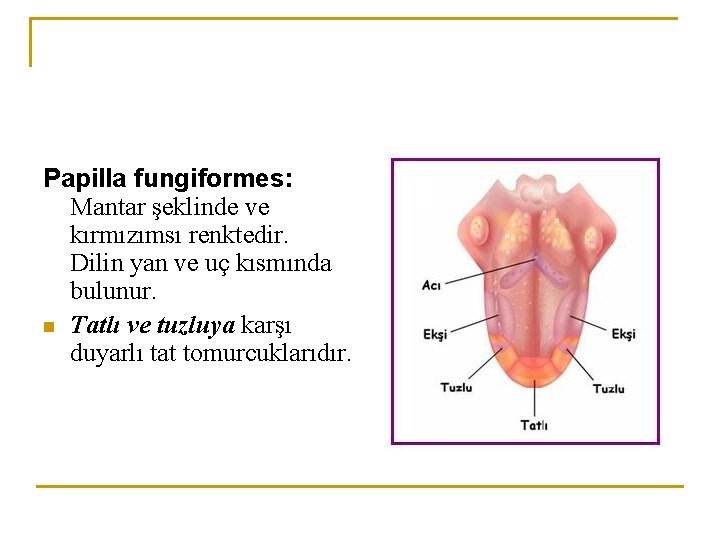Papilla fungiformes: Mantar şeklinde ve kırmızımsı renktedir. Dilin yan ve uç kısmında bulunur. n