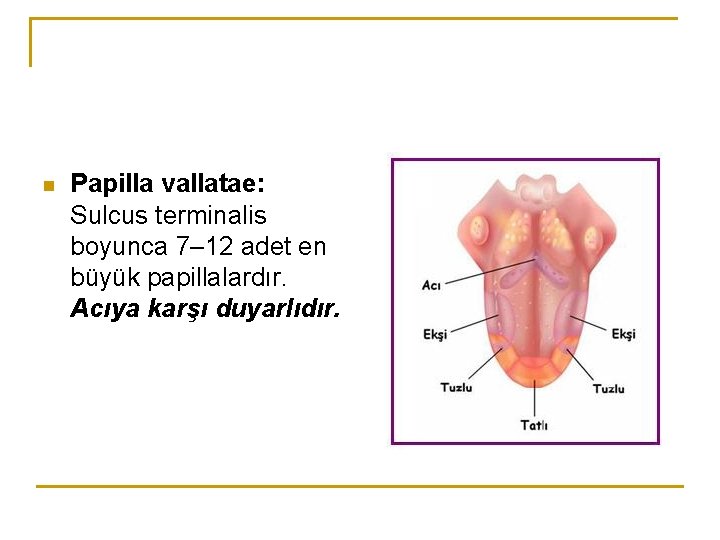 n Papilla vallatae: Sulcus terminalis boyunca 7– 12 adet en büyük papillalardır. Acıya karşı