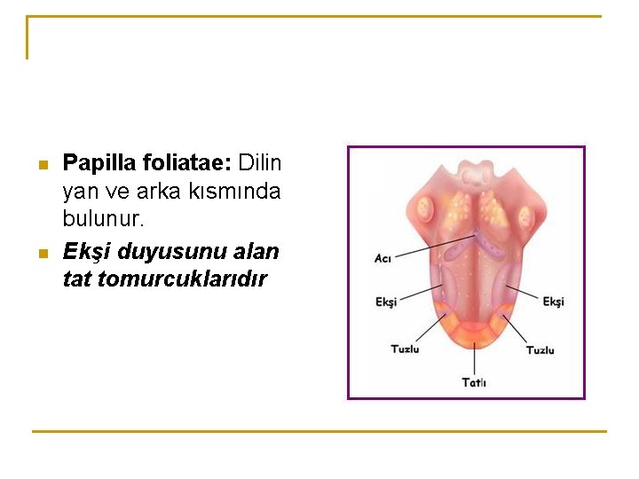 n n Papilla foliatae: Dilin yan ve arka kısmında bulunur. Ekşi duyusunu alan tat