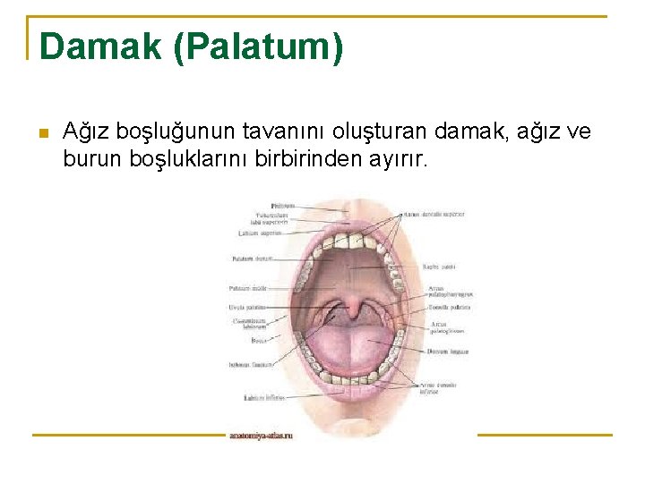 Damak (Palatum) n Ağız boşluğunun tavanını oluşturan damak, ağız ve burun boşluklarını birbirinden ayırır.