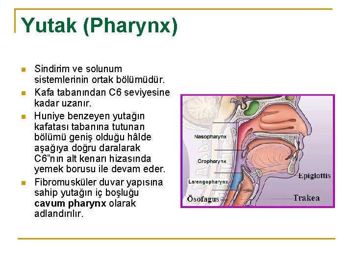 Yutak (Pharynx) n n Sindirim ve solunum sistemlerinin ortak bölümüdür. Kafa tabanından C 6