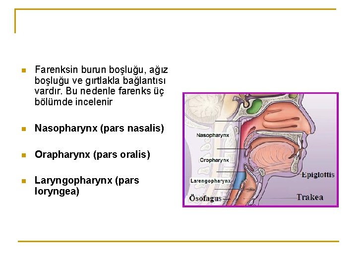 n Farenksin burun boşluğu, ağız boşluğu ve gırtlakla bağlantısı vardır. Bu nedenle farenks üç