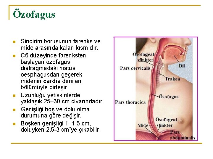 Özofagus n n n Sindirim borusunun farenks ve mide arasında kalan kısmıdır. C 6