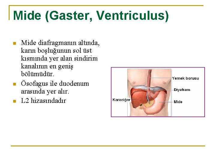 Mide (Gaster, Ventriculus) n n n Mide diafragmanın altında, karın boşluğunun sol üst kısmında